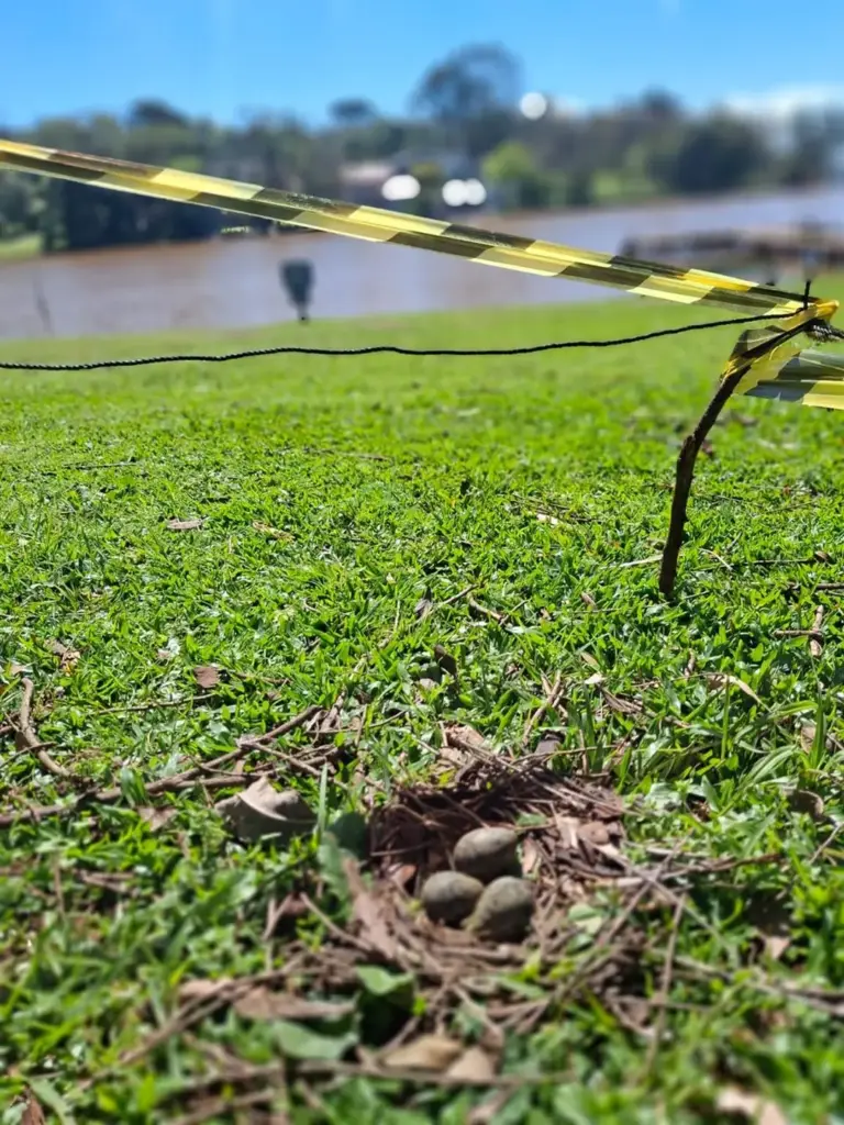 Polícia Ambiental protege ninho de quero-quero e retira redes de pesca na Barragem de Ernestina - Studio TV