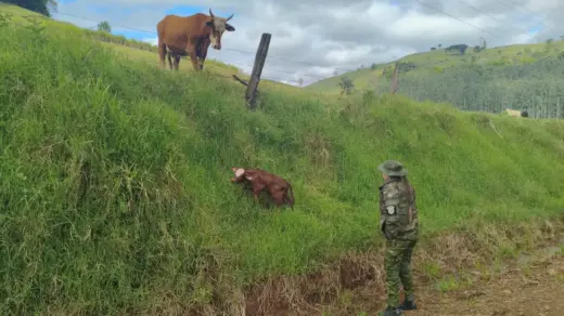 Policiais resgatam terneiro recém-nascido em área de risco no interior de Marcelino Ramos - Studio TV