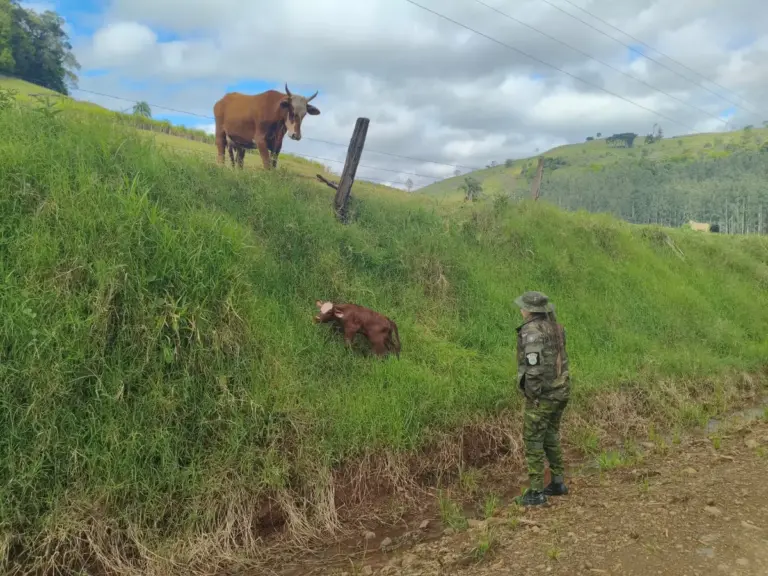 Policiais resgatam terneiro recém-nascido em área de risco no interior de Marcelino Ramos - Studio TV