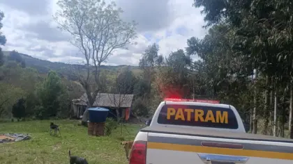 Possível presença de onça-parda mobiliza Brigada Militar em área rural do RS - Studio TV