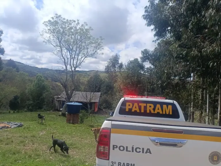 Possível presença de onça-parda mobiliza Brigada Militar em área rural do RS - Studio TV