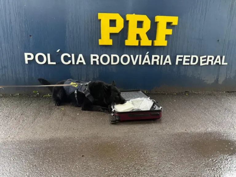 PRF apreende mais de 3 quilos de cocaína com ajuda de cães farejadores em Eldorado do Sul - Studio TV