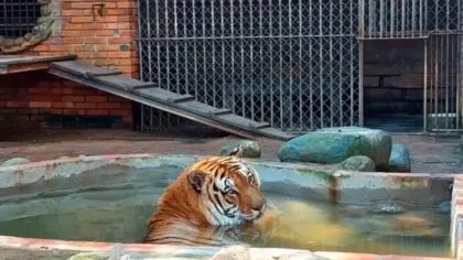 Projeto de lei propõe proibição de zoológicos, aquários e safáris no Brasil - Studio TV