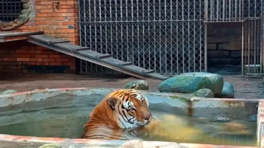 Projeto de lei propõe proibição de zoológicos, aquários e safáris no Brasil - Studio TV