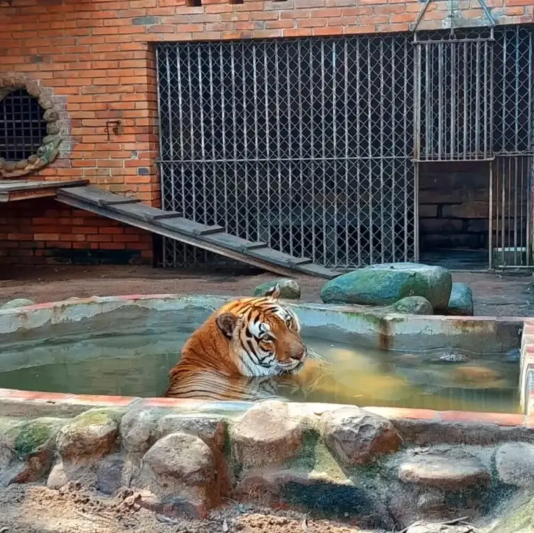 Projeto de lei propõe proibição de zoológicos, aquários e safáris no Brasil - Studio TV
