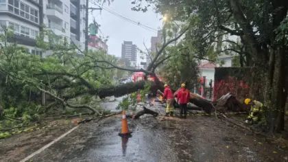 Queda de árvore bloqueia rua e atinge rede elétrica em Bento Gonçalves - Studio TV