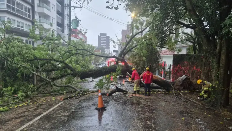 Queda de árvore bloqueia rua e atinge rede elétrica em Bento Gonçalves - Studio TV