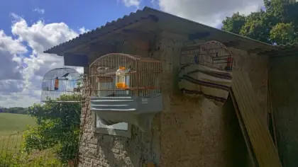 Sete pássaros silvestres mantidos ilegalmente em cativeiro são resgatados em Cruz Alta - Studio TV