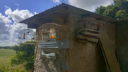 Sete pássaros silvestres mantidos ilegalmente em cativeiro são resgatados em Cruz Alta - Studio TV