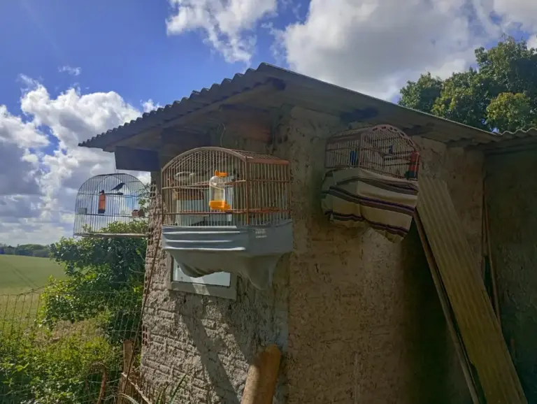 Sete pássaros silvestres mantidos ilegalmente em cativeiro são resgatados em Cruz Alta - Studio TV