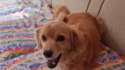 Suspeita de abuso sexual contra cadela mobiliza órgãos de proteção animal e autoridades em Veranópolis - Studio TV