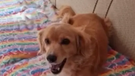 Suspeita de abuso sexual contra cadela mobiliza órgãos de proteção animal e autoridades em Veranópolis - Studio TV