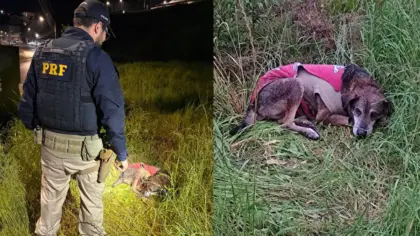 PRF socorre cachorro atropelado em Bento Gonçalves e procura pelo tutor - Studio TV