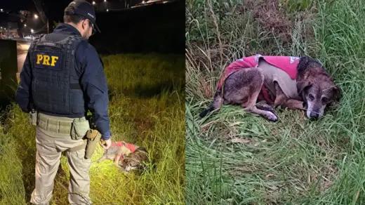 PRF socorre cachorro atropelado em Bento Gonçalves e procura pelo tutor - Studio TV