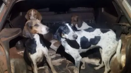 Uso irregular de cães no manejo de javalis gera multa de R$ 112 mil - Studio TV