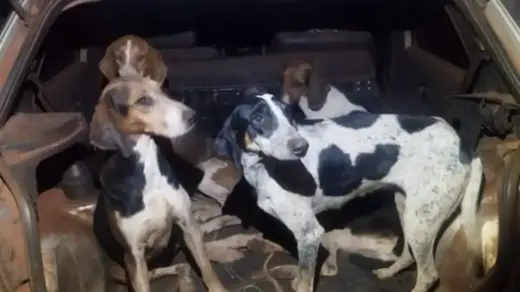 Uso irregular de cães no manejo de javalis gera multa de R$ 112 mil - Studio TV