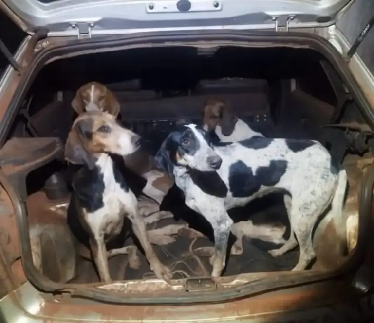 Uso irregular de cães no manejo de javalis gera multa de R$ 112 mil - Studio TV