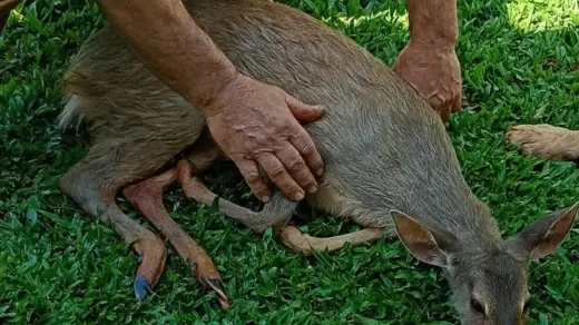 Veado-catingueiro ferido é resgatado no interior de Ibirubá - Studio TV
