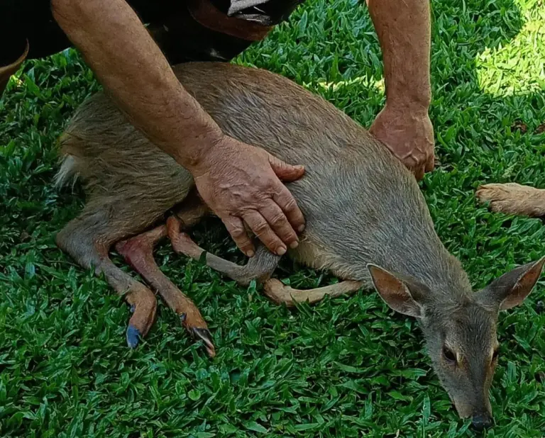 Veado-catingueiro ferido é resgatado no interior de Ibirubá - Studio TV