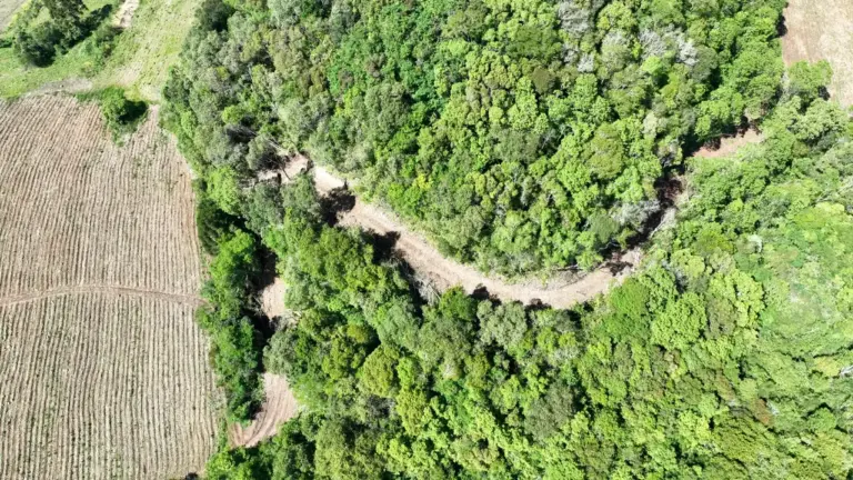 Abertura de estrada provoca desmatamento e área é embargada em Barros Cassal - Studio TV