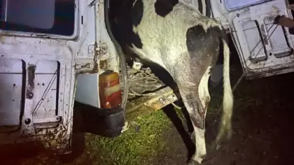Acidente revela vaca furtada dentro de Fiorino no Litoral Norte - Studio TV