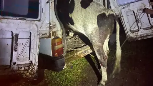 Acidente revela vaca furtada dentro de Fiorino no Litoral Norte - Studio TV