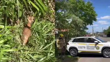 Artefato explosivo é encontrado às margens de estrada e mobiliza o BOPE em São Leopoldo - Studio TV