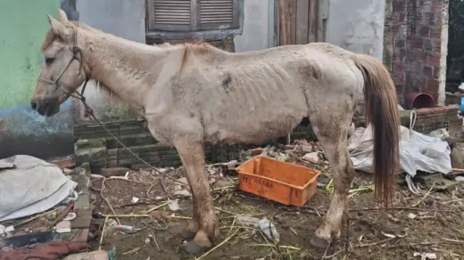 BM resgata em Lajeado cavalo desnutrido e com ferimentos graves - Studio TV