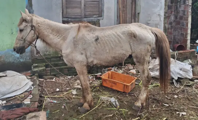 BM resgata em Lajeado cavalo desnutrido e com ferimentos graves - Studio TV