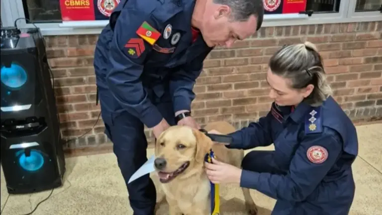 Bombeiros e forças de segurança recebem treinamento para salvar cães que atuam em operações no RS - Studio TV