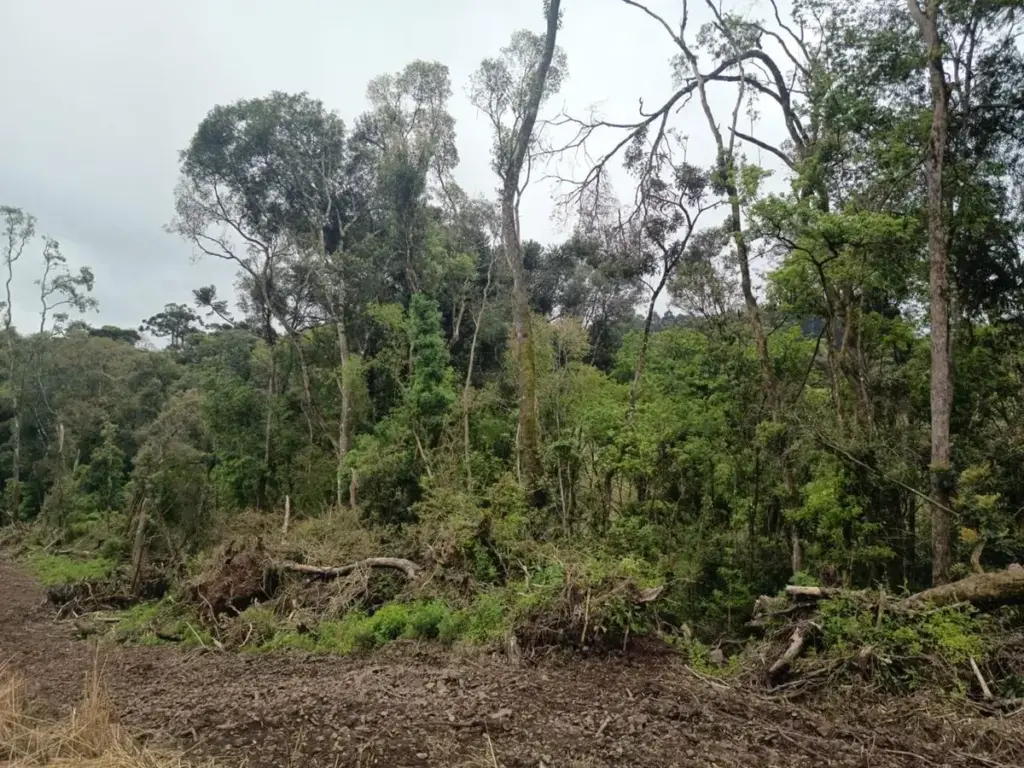 Vegetação na área fiscalizada em Ciríaco