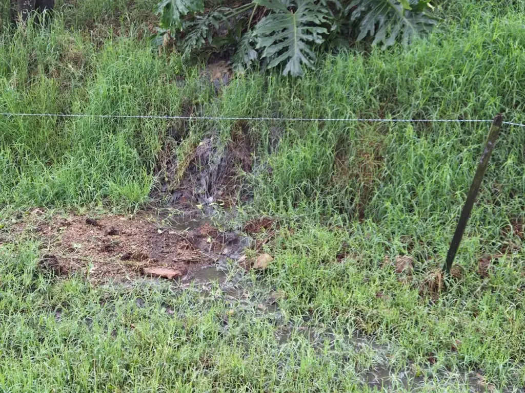 Brigada Militar flagra vazamento de dejetos suínos que atinge curso d'água no RS - Studio TV