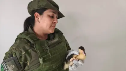 Brigada Militar resgata dois filhotes de pato-mudo ameaçados por gatos em Erechim - Studio TV
