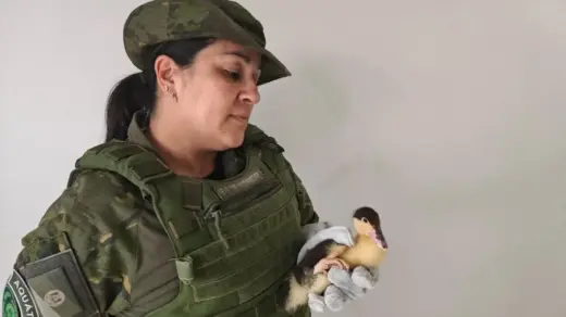 Brigada Militar resgata dois filhotes de pato-mudo ameaçados por gatos em Erechim - Studio TV