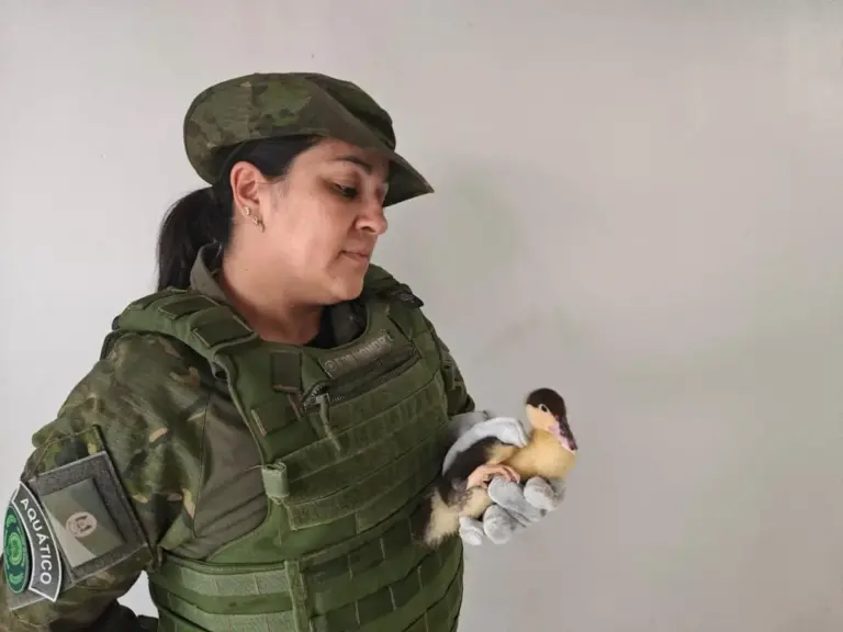 Brigada Militar resgata dois filhotes de pato-mudo ameaçados por gatos em Erechim - Studio TV