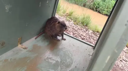 Brigada Militar resgata ratão-do-banhado encontrado acuado em pátio de residências em Passo Fundo - Studio TV