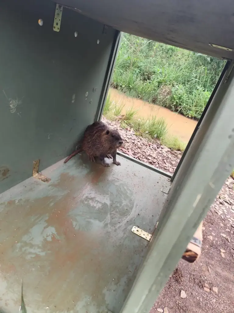 Brigada Militar resgata ratão-do-banhado encontrado acuado em pátio de residências em Passo Fundo - Studio TV