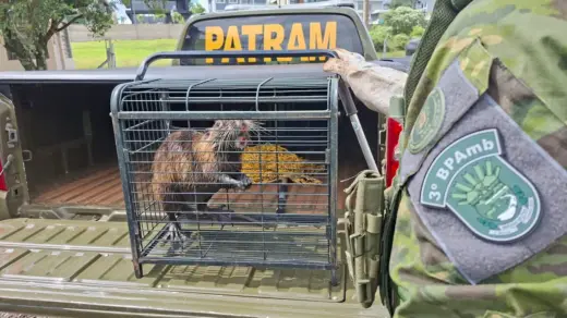 Brigada Militar resgata ratão-do-banhado preso em estação de água em Passo Fundo - Studio TV