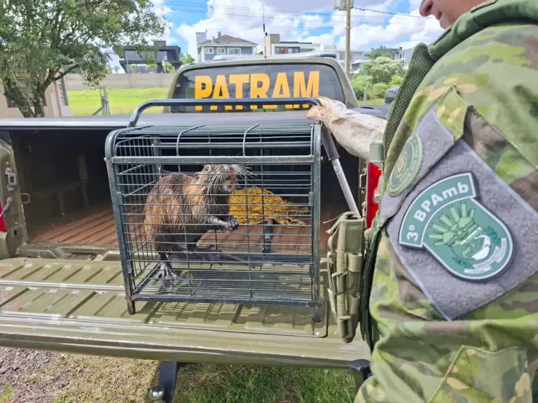 Brigada Militar resgata ratão-do-banhado preso em estação de água em Passo Fundo - Studio TV