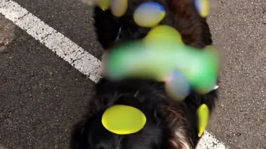 Cão que fugiu após se assustar com fogos é encontrado coberto por adesivos em Marau - Studio TV