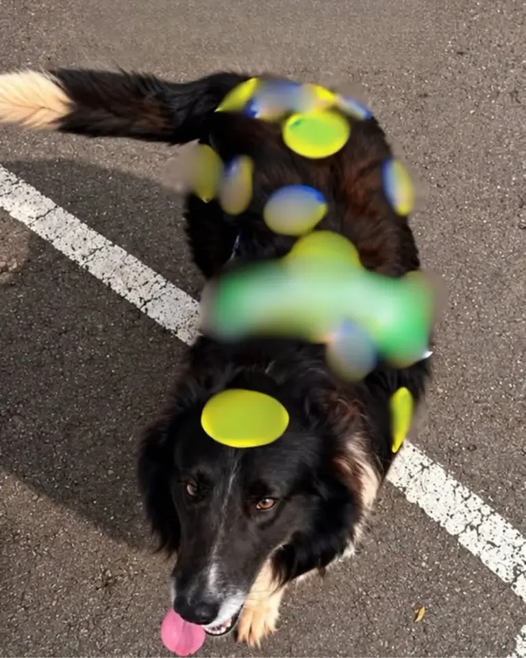 Cão que fugiu após se assustar com fogos é encontrado coberto por adesivos em Marau - Studio TV