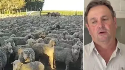 Caso de 450 ovinos desaparecidos tem reviravolta em Uruguaiana - Studio TV
