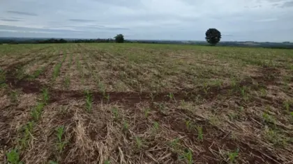 Círculo misterioso aparece em plantação no Rio Grande do Sul e intriga agricultor; ufólogo aponta possível explicação - Studio TV