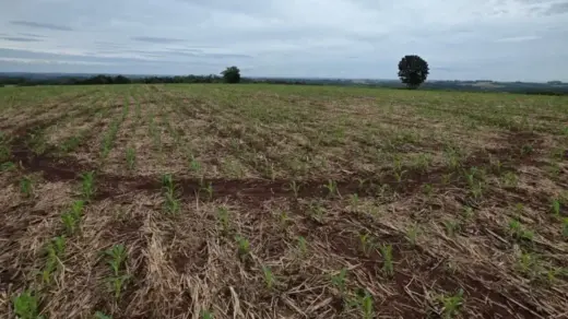 Círculo misterioso aparece em plantação no Rio Grande do Sul e intriga agricultor; ufólogo aponta possível explicação - Studio TV