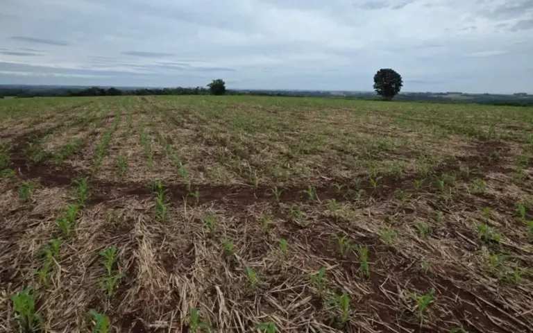 Círculo misterioso aparece em plantação no Rio Grande do Sul e intriga agricultor; ufólogo aponta possível explicação - Studio TV