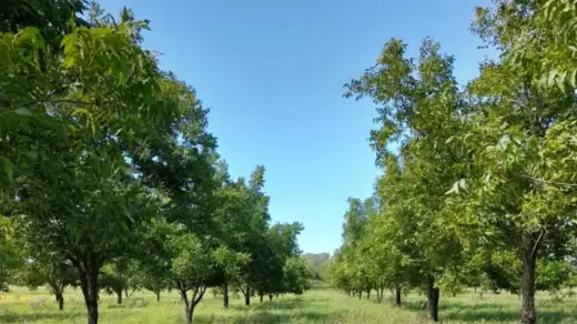 Imagem divulgada pela Prefeitura sobre a nova diretoria do Comdica