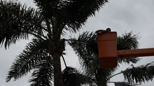 Curicaca é devolvida à natureza após resgate em Nova Prata - Studio TV