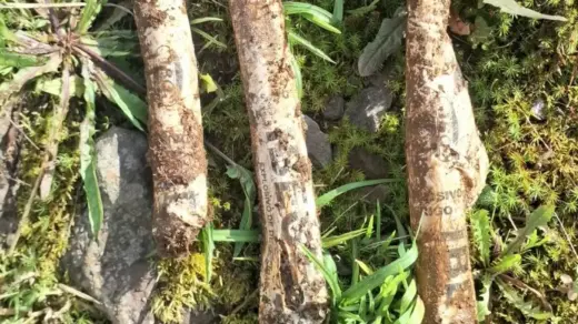Explosivos encontrados durante obra de rede de água interrompem trabalhos em Caxias do Sul - Studio TV