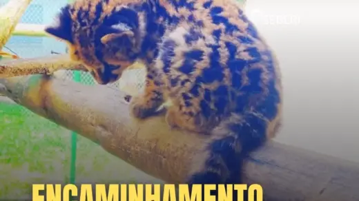 Filhote de jaguatirica é encaminhado para centro especializado em Passo Fundo - Studio TV