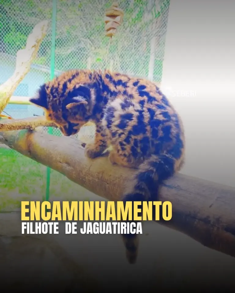 Filhote de jaguatirica é encaminhado para centro especializado em Passo Fundo - Studio TV